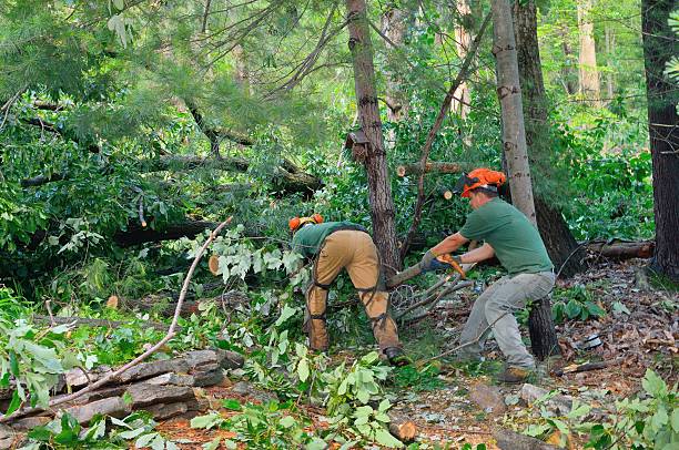 Dead Tree Removal in Dover Beaches South, NJ